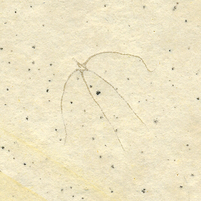 Schlangenstern aus dem Solnhofener Plattenkalk