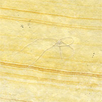 Schlangenstern, Geocoma carinata