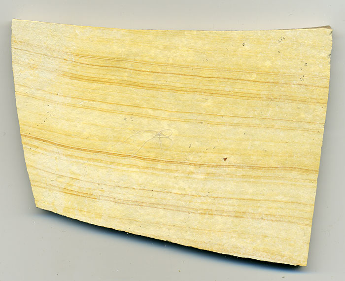 Schlangenstern aus dem Solnhofener Plattenkalk