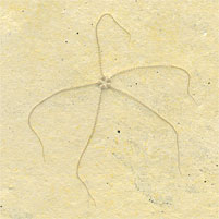 Schlangenstern, Geocoma carinata