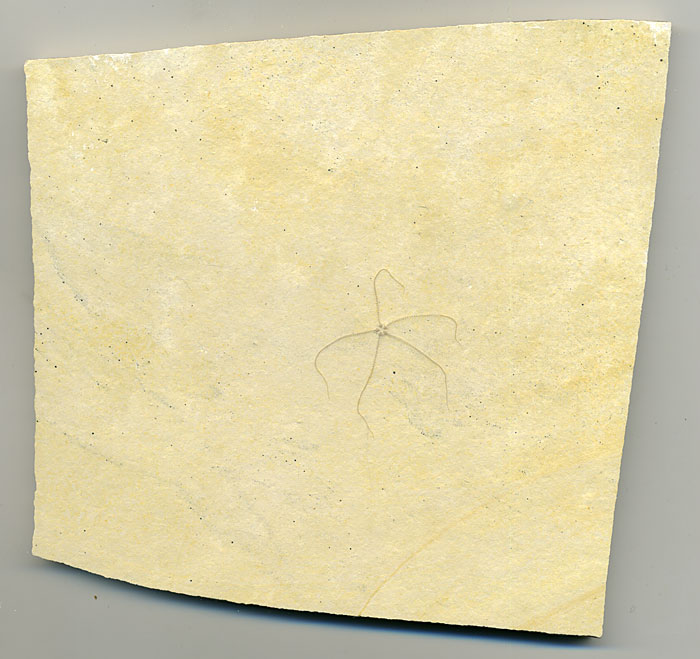 Schlangenstern aus dem Solnhofener Plattenkalk