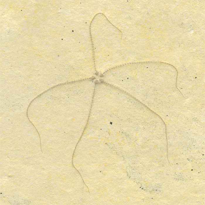 Schlangenstern aus dem Solnhofener Plattenkalk