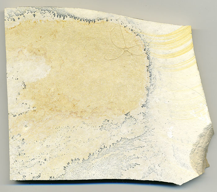 Schlangenstern aus dem Solnhofener Plattenkalk