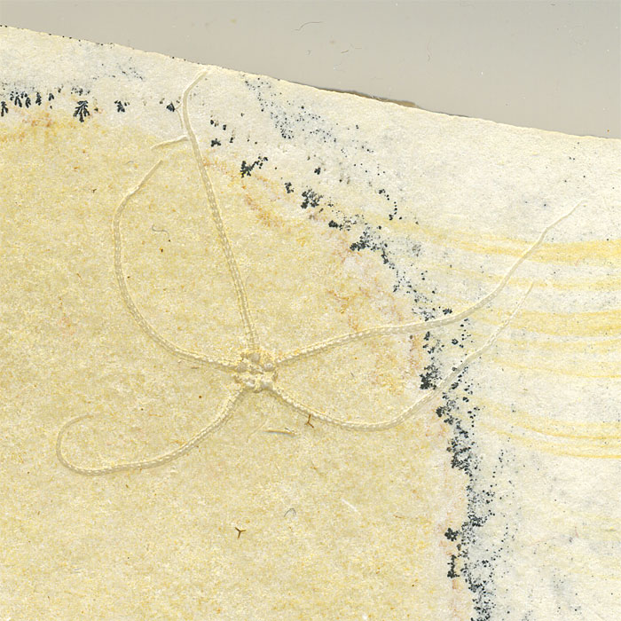 Schlangenstern aus dem Solnhofener Plattenkalk