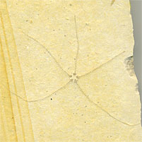 Schlangenstern, Geocoma carinata