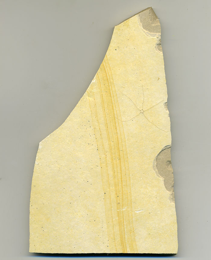 Schlangenstern aus dem Solnhofener Plattenkalk