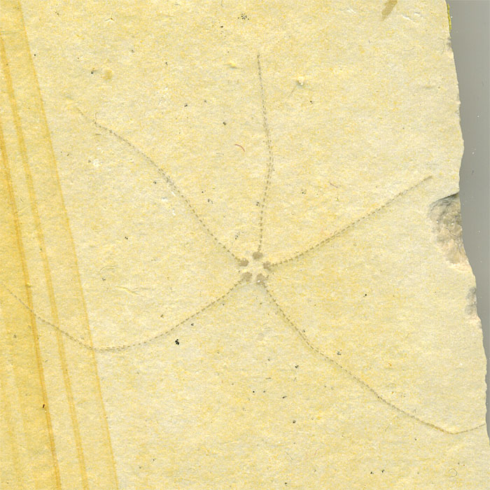 Schlangenstern aus dem Solnhofener Plattenkalk