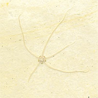 Schlangenstern, Geocoma carinata