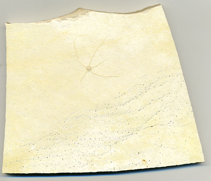 Schlangenstern aus dem Solnhofener Plattenkalk