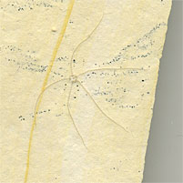 Schlangenstern, Geocoma carinata