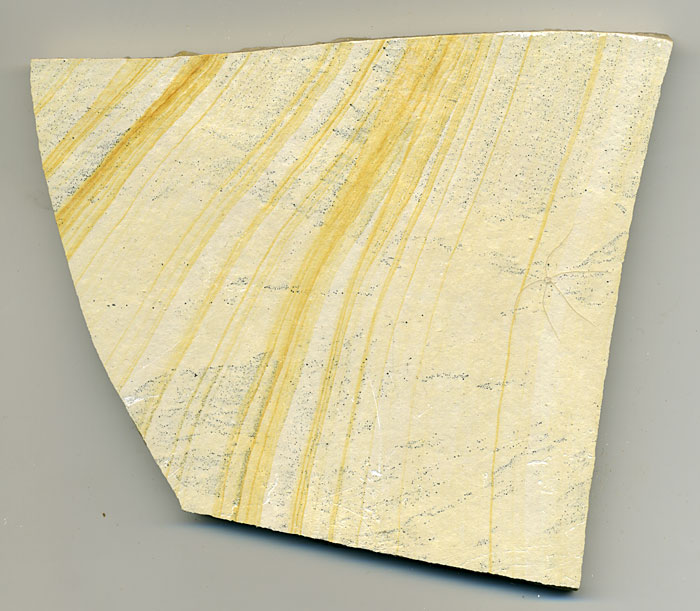 Schlangenstern aus dem Solnhofener Plattenkalk