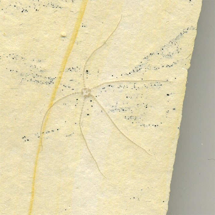 Schlangenstern aus dem Solnhofener Plattenkalk