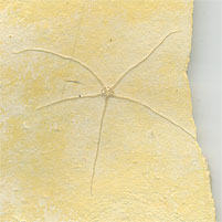 Schlangenstern, Geocoma carinata