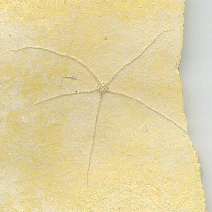 Schlangenstern aus dem Solnhofener Plattenkalk