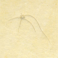 Schlangenstern, Geocoma carinata