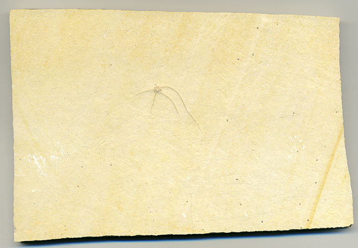 Schlangenstern aus dem Solnhofener Plattenkalk