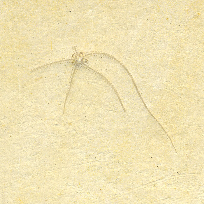 Schlangenstern aus dem Solnhofener Plattenkalk