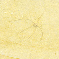 Schlangenstern, Geocoma carinata