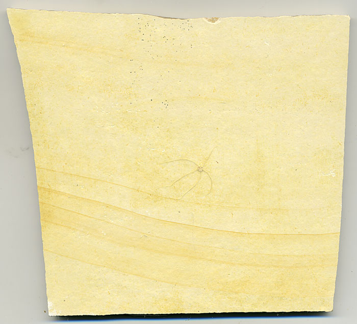 Schlangenstern aus dem Solnhofener Plattenkalk