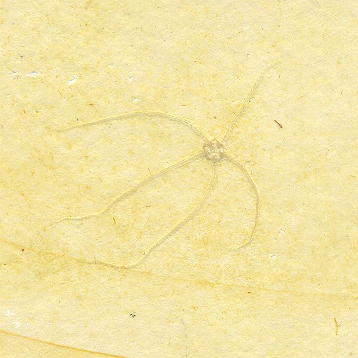 Schlangenstern aus dem Solnhofener Plattenkalk