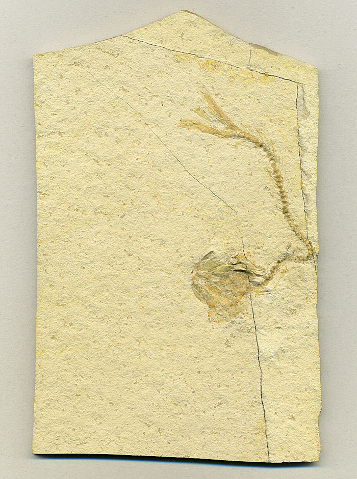 Knochenfsch aus dem Solnhofener Plattenkalk