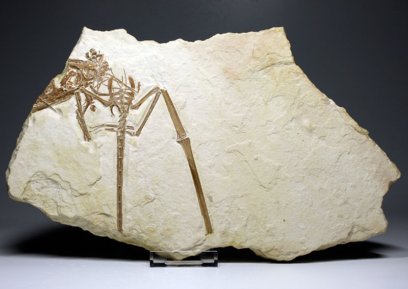 Flugsaurier aus dem Solnhofener Plattenkalk