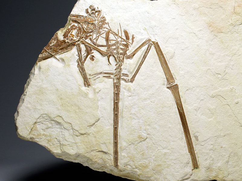 Flugsaurier aus dem Solnhofener Plattenkalk