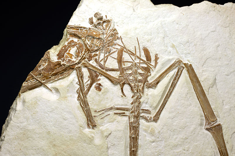 Flugsaurier aus dem Solnhofener Plattenkalk