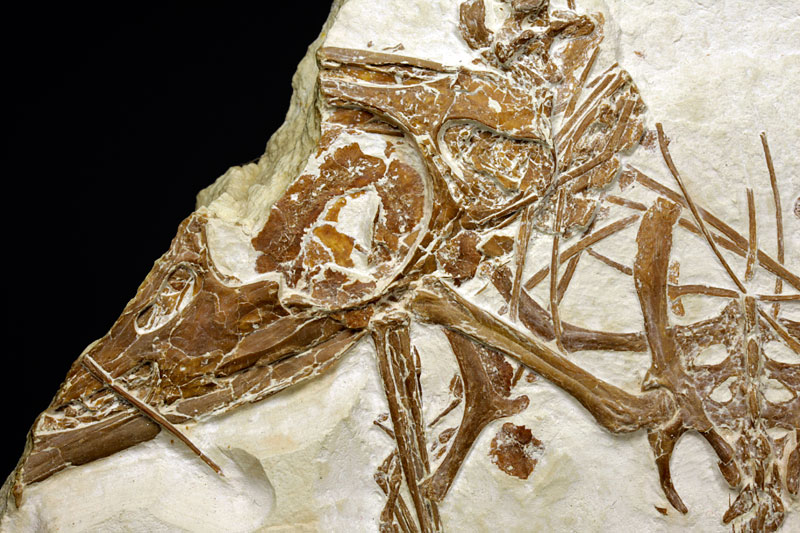 Flugsaurier aus dem Solnhofener Plattenkalk