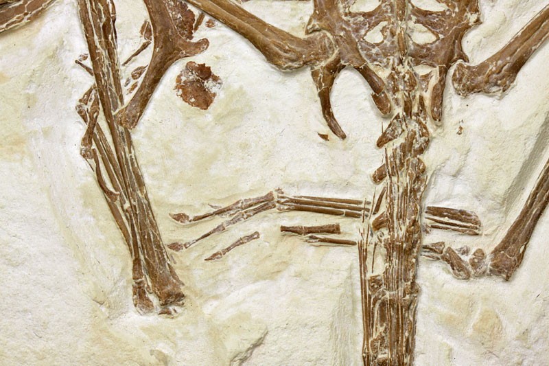 Flugsaurier aus dem Solnhofener Plattenkalk