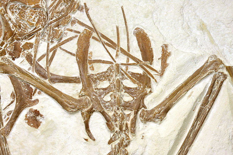 Flugsaurier aus dem Solnhofener Plattenkalk