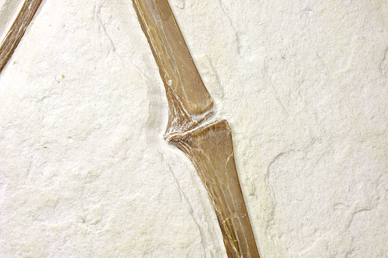 Flugsaurier aus dem Solnhofener Plattenkalk