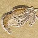 Schwimmkrebs aus dem Solnhofener Plattenkalk