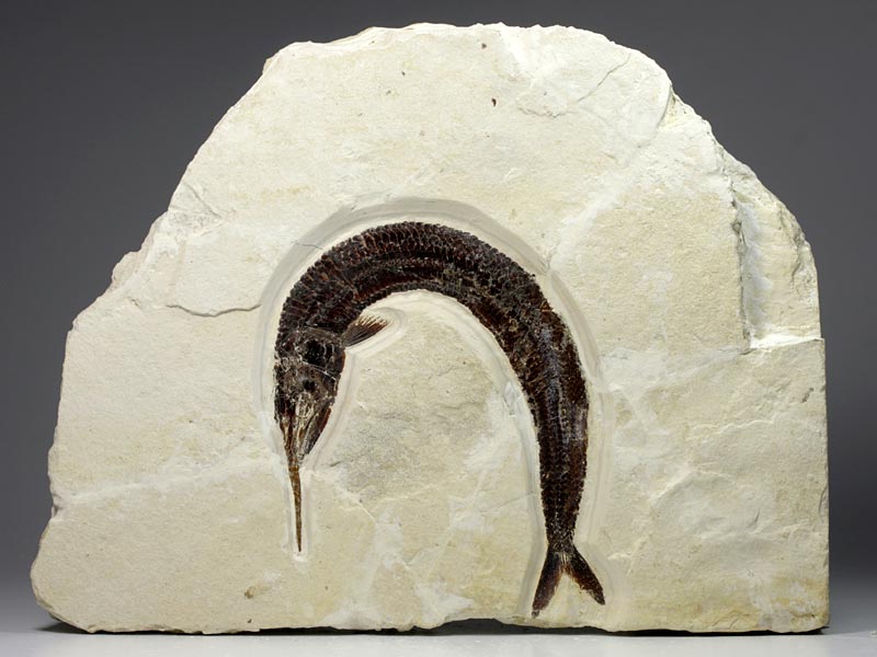 Schnabelfisch aus dem Solnhofener Plattenkalk