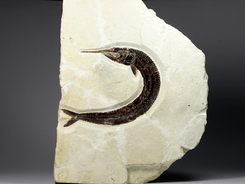 Schnabelfisch aus dem Solnhofener Plattenkalk