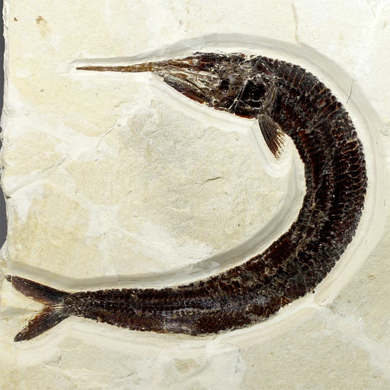 Schnabelfisch aus dem Solnhofener Plattenkalk