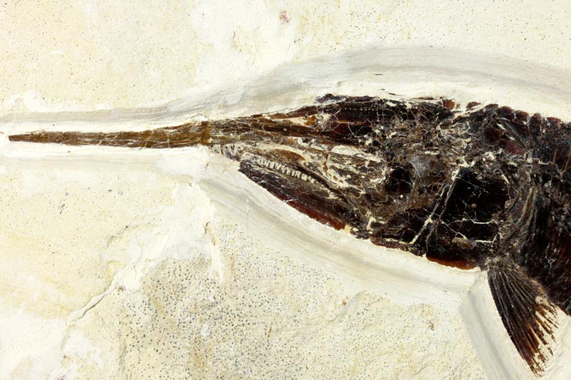 Schnabelfisch aus dem Solnhofener Plattenkalk
