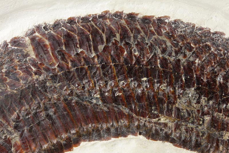 Schnabelfisch aus dem Solnhofener Plattenkalk