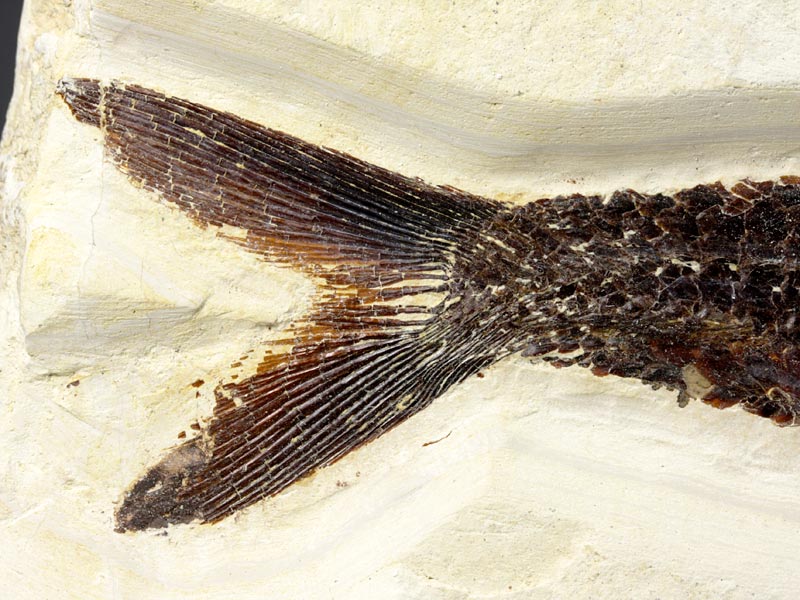 Schnabelfisch aus dem Solnhofener Plattenkalk