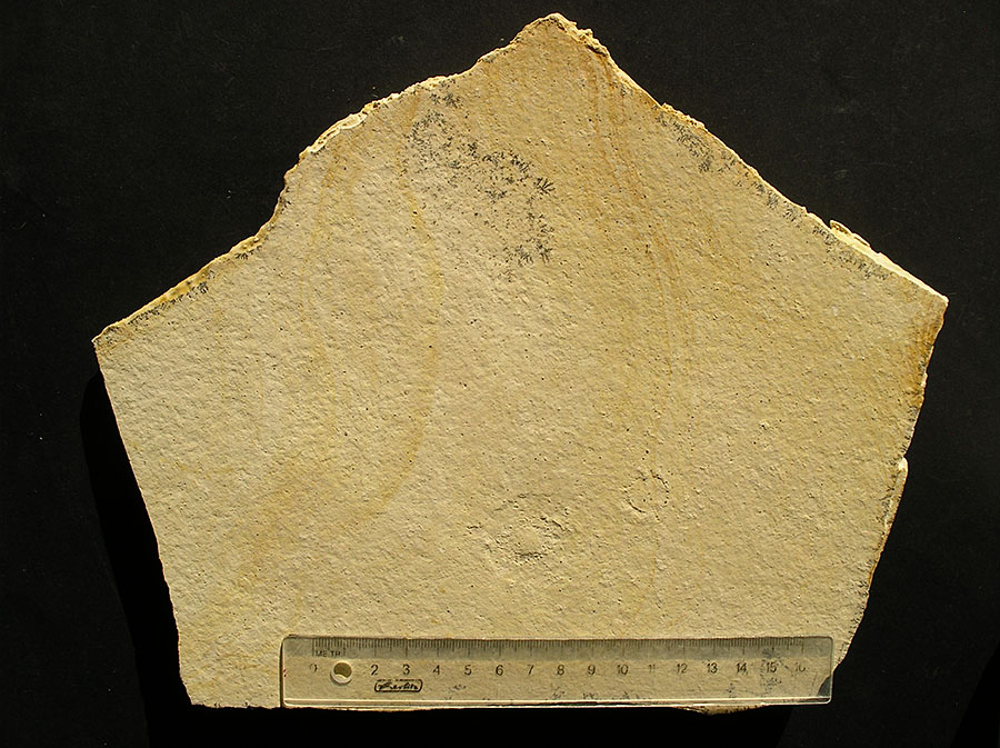 Hydromeduse: Palaequorea sp. 