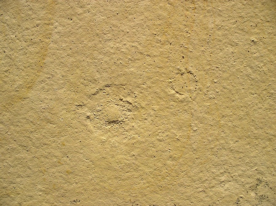 Hydromeduse: Palaequorea sp. 