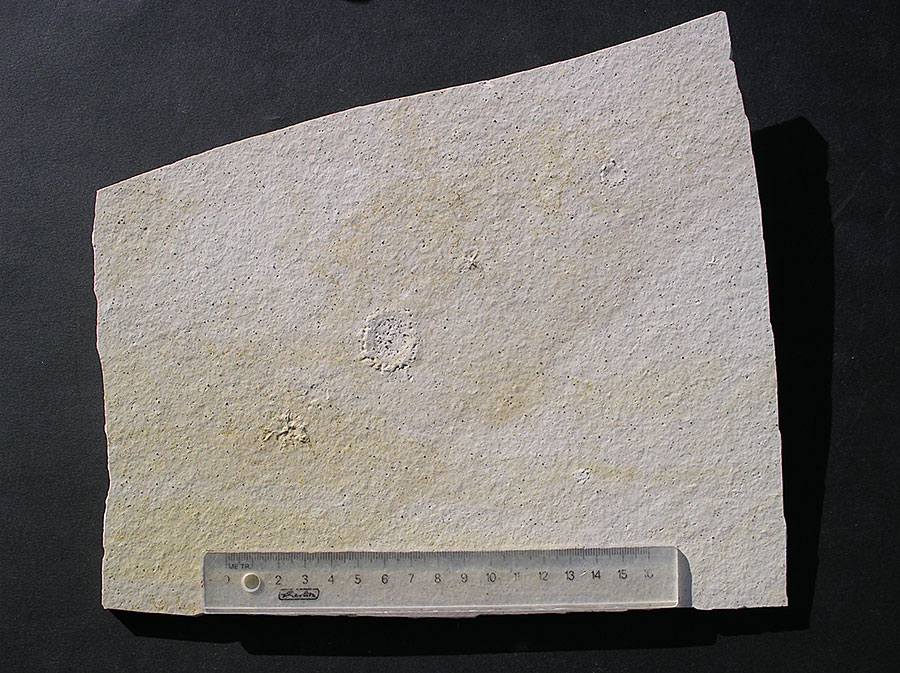 Hydromeduse: Palaequorea sp. 