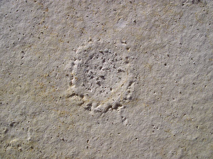 Hydromeduse: Palaequorea sp. 