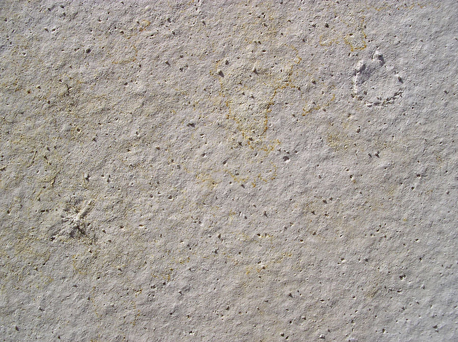 Hydromeduse: Palaequorea sp. 