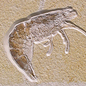 Fossilien aus dem Solnhofener Plattenkalk
