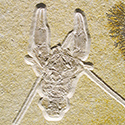 Fossilien aus dem Solnhofener Plattenkalk