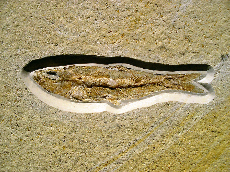 Knochenfisch: Ascalabos voithii