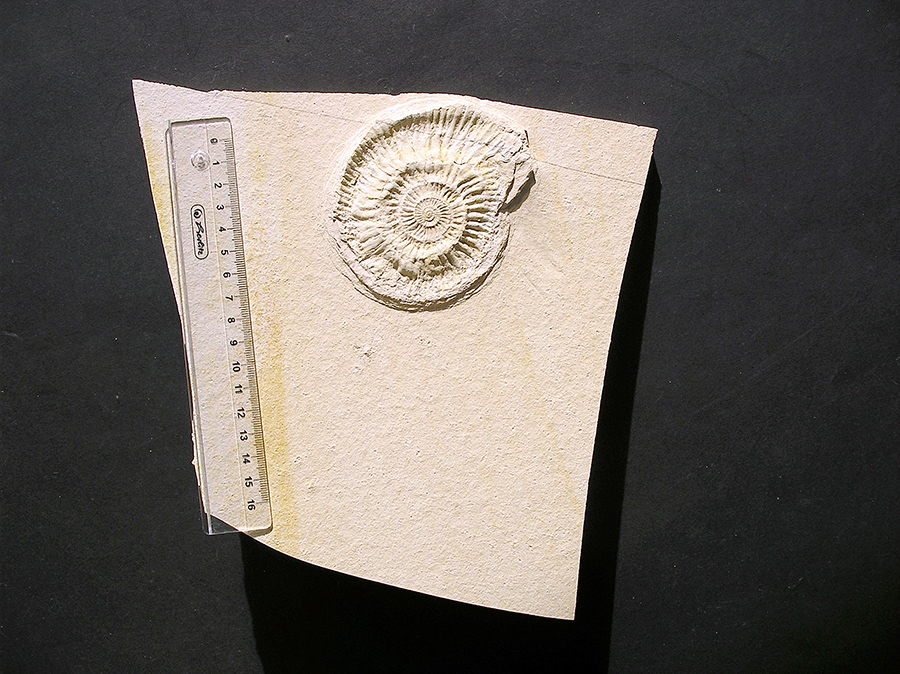 Ammonit: Subplanites sp.