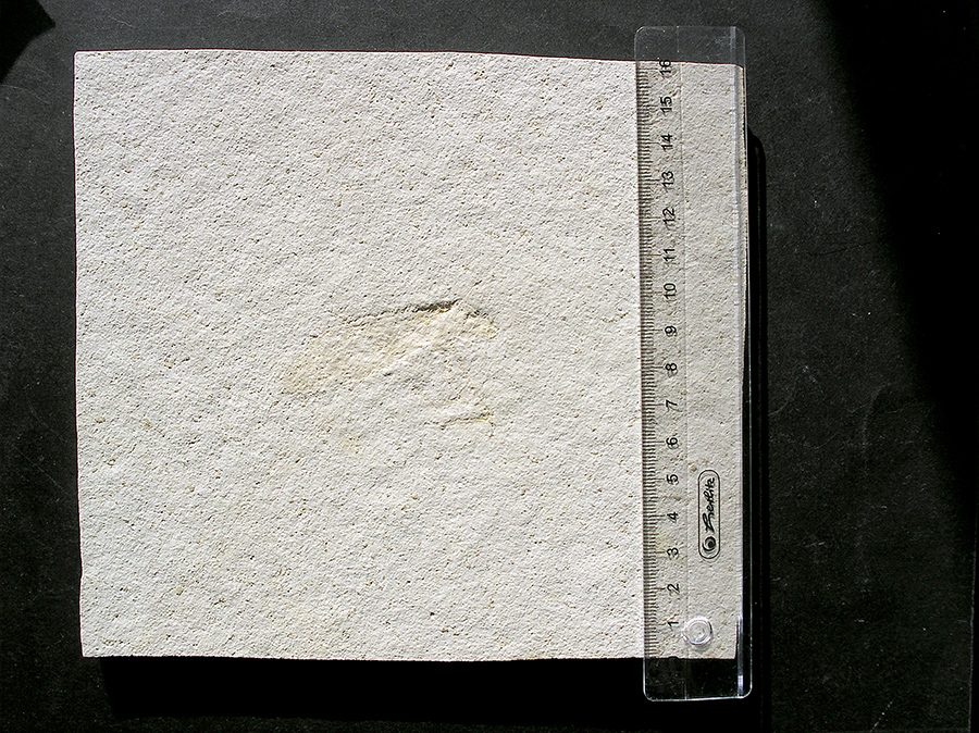 Heuschrecke: Pycnophlebia sp.