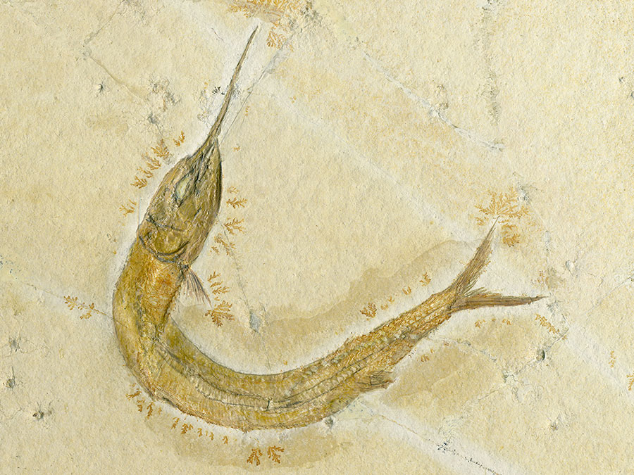 Schnabelfisch, Aspidorhynchus